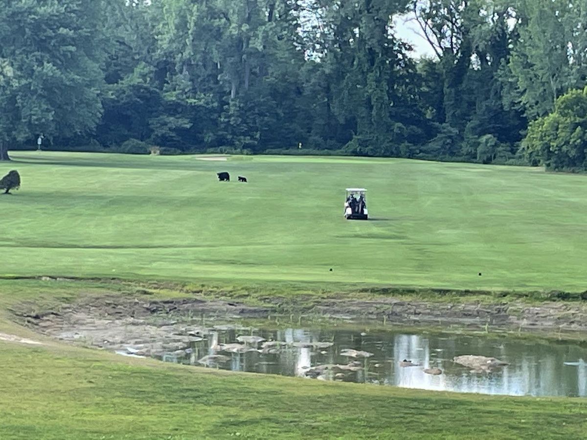 Canaan Country Club and The Belted Cow golf course